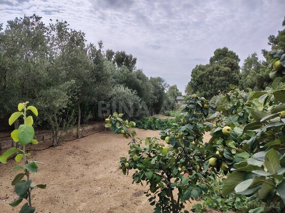 Torpaq Nardaran q., Bakı