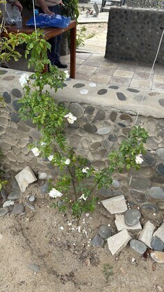 3 otaqlı Həyət evi/Bağ evi, Novxanı q., Bakı