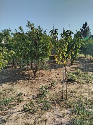 Torpaq Novxanı q., Bakı