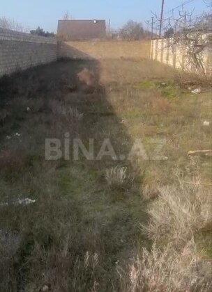 Torpaq Buzovna q., Bakı