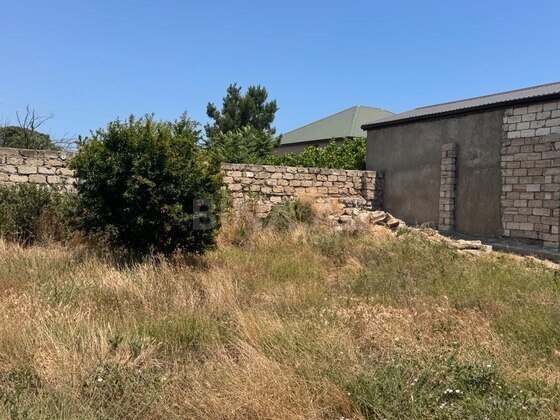 Torpaq Buzovna q., Bakı