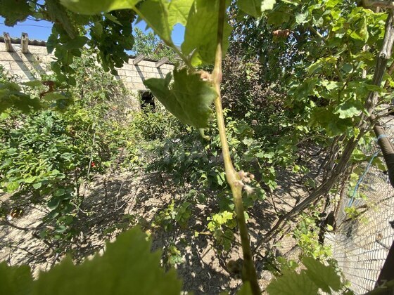 Torpaq Masazır q., Bakı