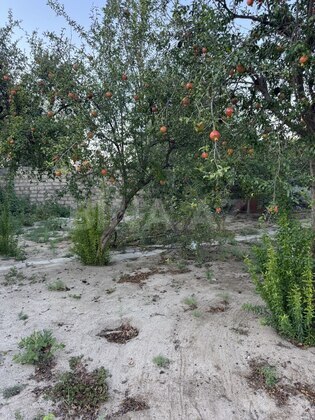 Torpaq Novxanı q., Bakı