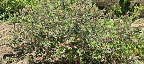 14 otaqlı Həyət evi/Bağ evi, Mehdiabad q., Bakı