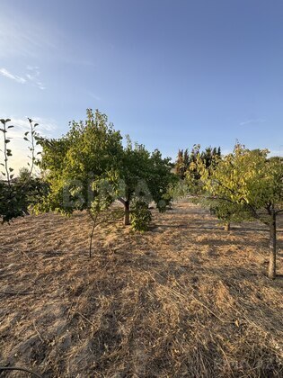 Torpaq Novxanı q., Bakı