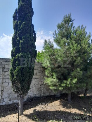 Torpaq Görədil q., Bakı