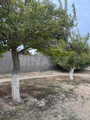 Torpaq Türkan q., Bakı