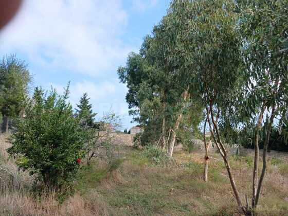 Torpaq Nardaran q., Bakı