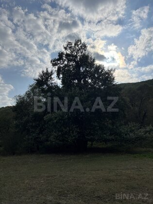 Torpaq Şamaxı