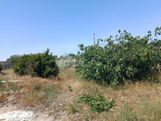 Torpaq Nardaran q., Bakı