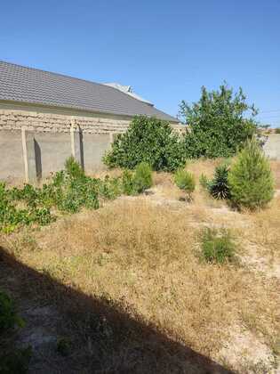 Torpaq Pirşağı q., Bakı