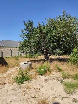 Torpaq Pirşağı q., Bakı