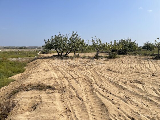 Torpaq Nardaran q., Bakı