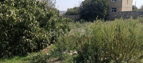 Torpaq Digah q., Bakı