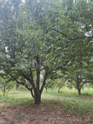 Torpaq Xaçmaz r., Xaçmaz