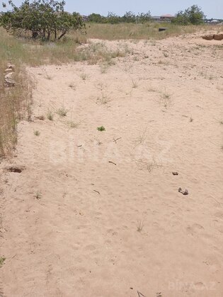 Torpaq Nardaran q., Bakı