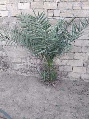 Torpaq Buzovna q., Bakı