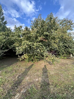 Torpaq İsmayıllı