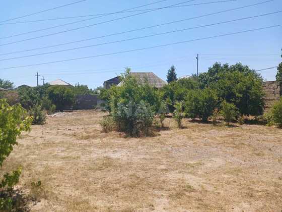 Torpaq Buzovna q., Bakı