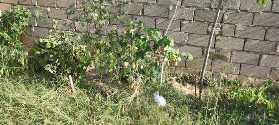Torpaq Zabrat q., Bakı