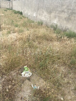 Torpaq Buzovna q., Bakı