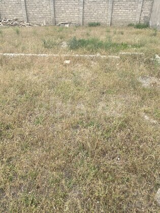 Torpaq Buzovna q., Bakı