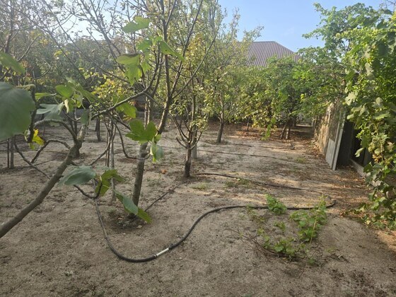 Həyət evi/Bağ evi Pirşağı q., Bakı