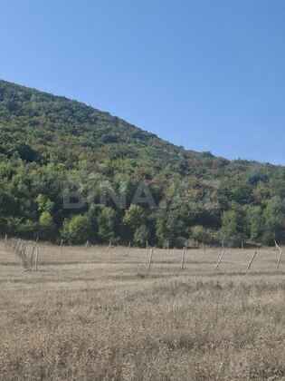 Torpaq Şamaxı