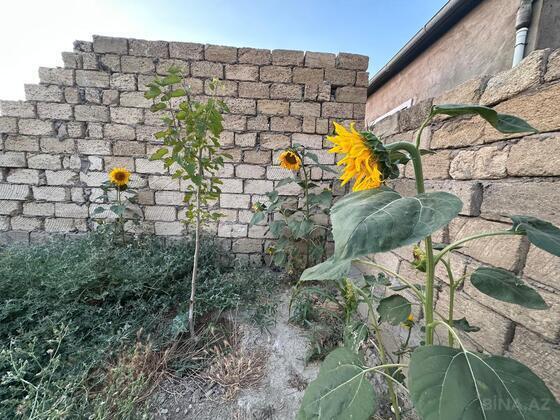 Torpaq Xocəsən q., Bakı