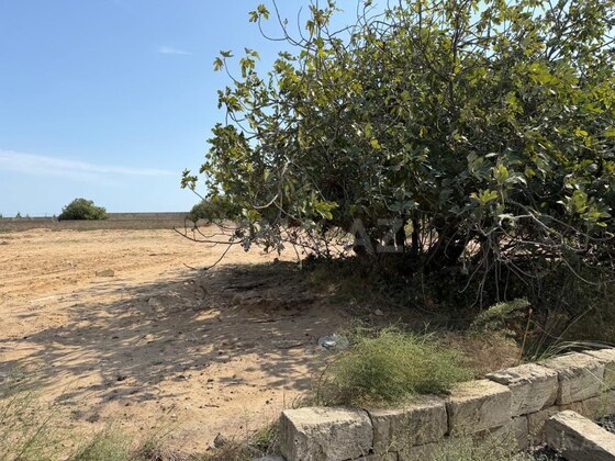 Torpaq Nardaran q., Bakı