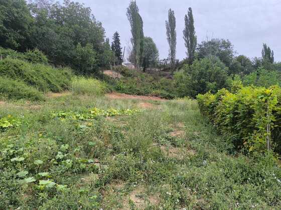 Torpaq Şamaxı