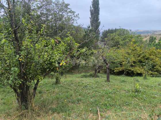Torpaq Şamaxı