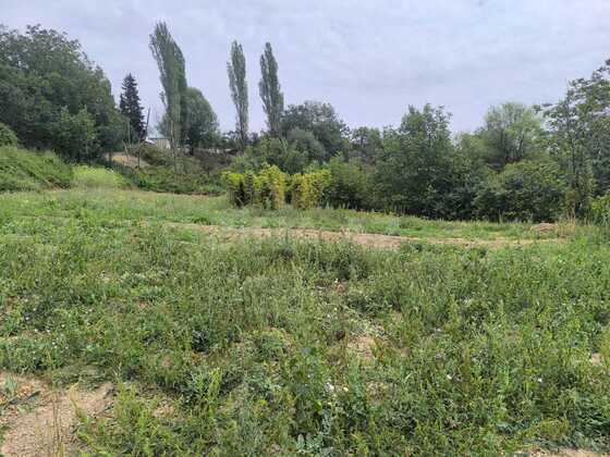 Torpaq Şamaxı
