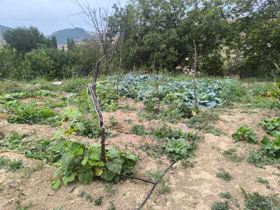 Torpaq Şamaxı