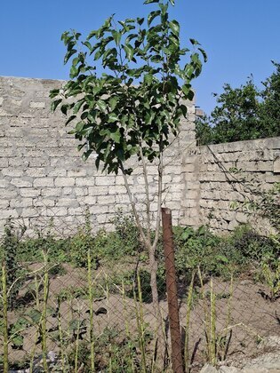 3 otaqlı Həyət evi/Bağ evi, Zirə q., Bakı