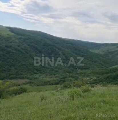 Torpaq Şamaxı