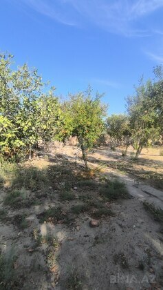 Torpaq Novxanı q., Bakı