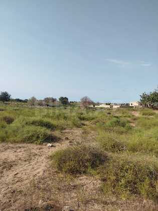 Torpaq Nardaran q., Bakı