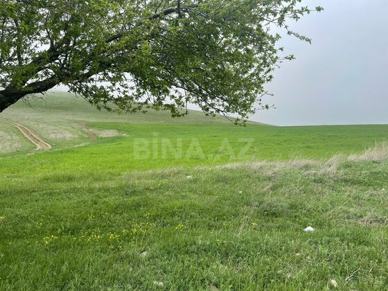 Torpaq Şamaxı