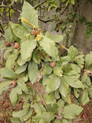 Torpaq Mərdəkan q., Bakı