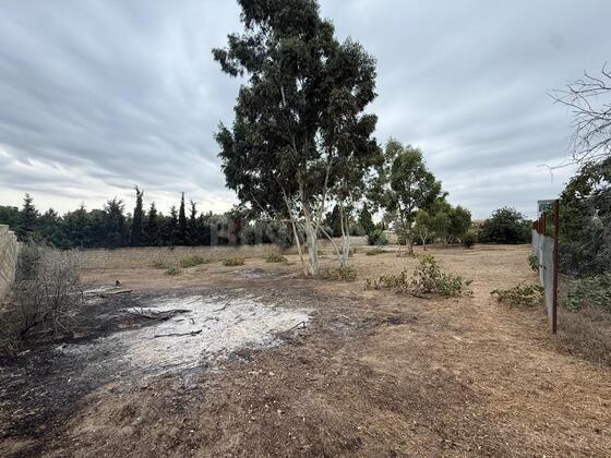 Torpaq Nardaran q., Bakı