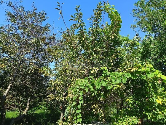 Torpaq Ramana q., Bakı