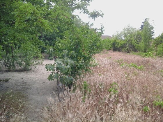 Torpaq Novxanı q., Bakı