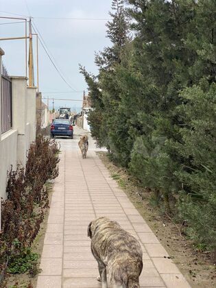 4 otaqlı Həyət evi/Bağ evi, Şüvəlan q., Bakı