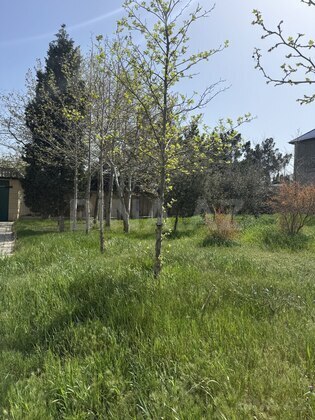 Torpaq Masazır q., Bakı