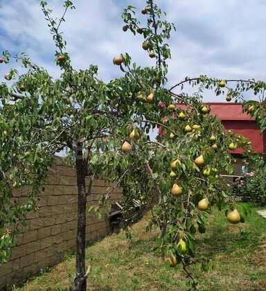4 otaqlı Həyət evi/Bağ evi, Şamaxı