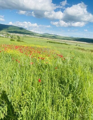 Torpaq İsmayıllı