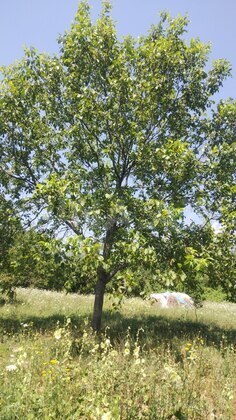3 otaqlı Həyət evi/Bağ evi, Qəbələ