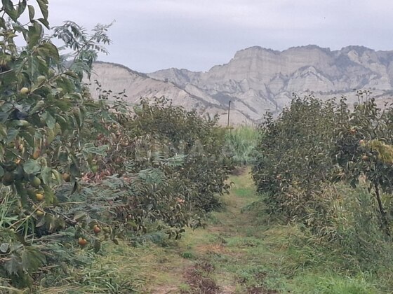 Torpaq Göyçay
