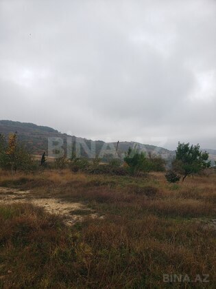 Torpaq Şamaxı